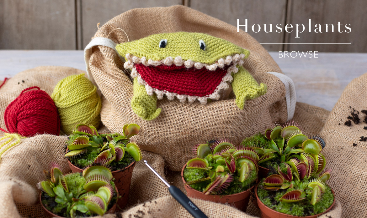 Houseplants garden kits halloween venus fly trap